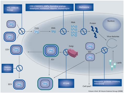 Orthopoxvirus therapeutics and prophylactics The replication cycle of a ...