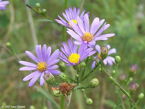 Symphyotrichum oolentangiense (Sky-blue Aster): Minnesota Wildflowers