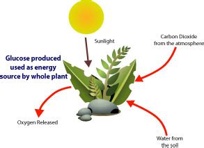 Mr G’s Environmental Systems » 2.5. 6: Primary and Secondary Productivity