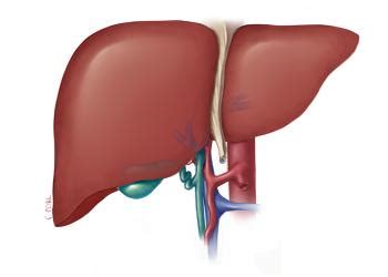 Gilbert syndrome: Symptoms, diagnosis and disability – From Doctor