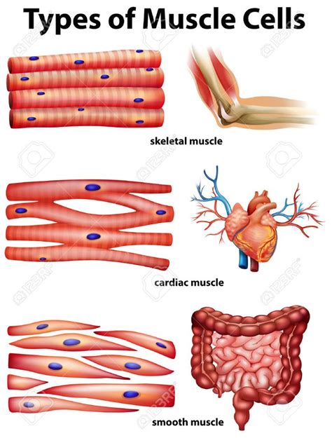 A Labeled Diagram Of A Striated Muscle Striated Beef Muscle A Labeled Diagram Skeletal Mus ...