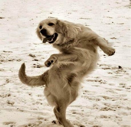 Dog Dance in Pictures-Images | Funny And Cute Animals