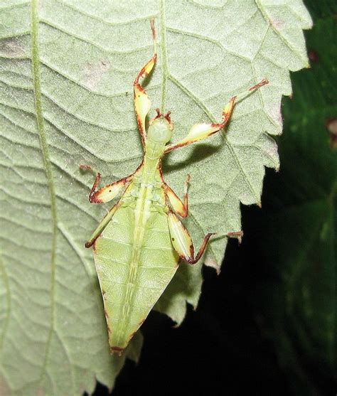 https://en.wikipedia.org/wiki/Phasmatodea in 2020 | Phasmatodea, Beautiful bugs, Nature