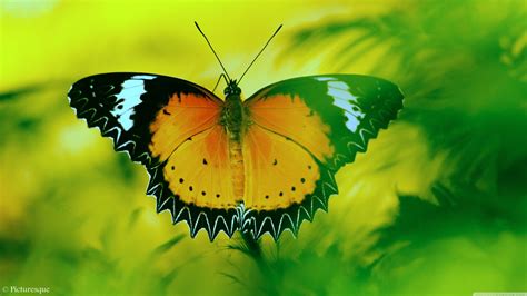 Desktop Wallpaper 4k Butterfly Wallpaper Butterfly 4k Hd Flower Ultra Nature Wallpapers Colorful ...