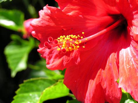 File:Red flower open.jpg - Wikimedia Commons