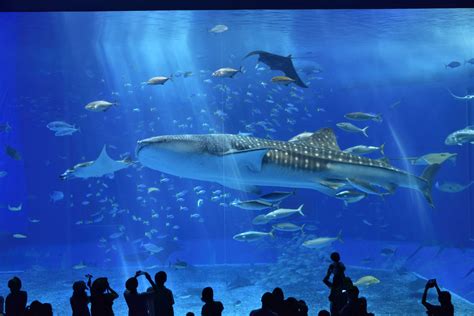 20 Astounding Facts About Okinawa Churaumi Aquarium - Facts.net