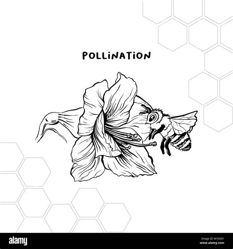 Bumble bee pollination Black and White Stock Photos & Images - Alamy