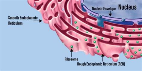 Difference Between Smooth and Rough Endoplasmic Reticulum - GeeksforGeeks