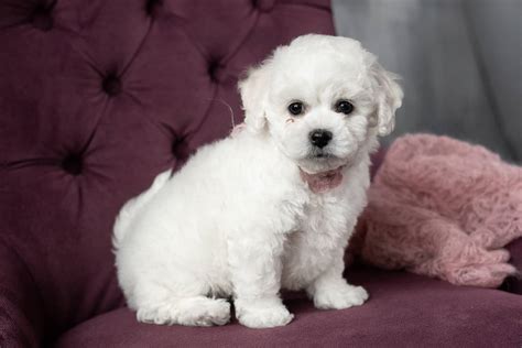 Bichon Frise Colors: Is White Really the Only Option?