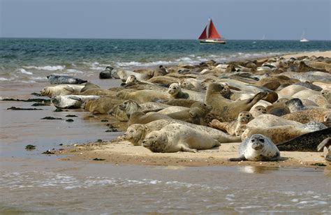 Blakeney Point Seals Summer Breeze Greeting Card - Red Hare Publishing