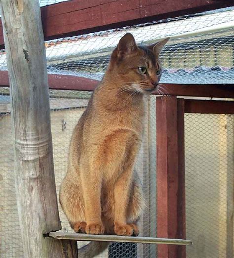 Encyclopedia of Cats Breed: Ruddy Abyssinian Cat | Tawny or Usual