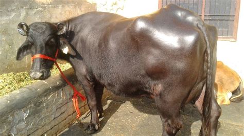 Mehsana Buffalo, Dairy Buffalo Supplier in Karnal, Haryana