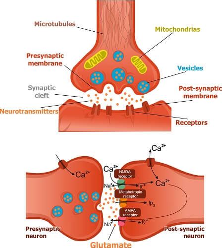 Glutamic Acid - The Definitive Guide | Biology Dictionary