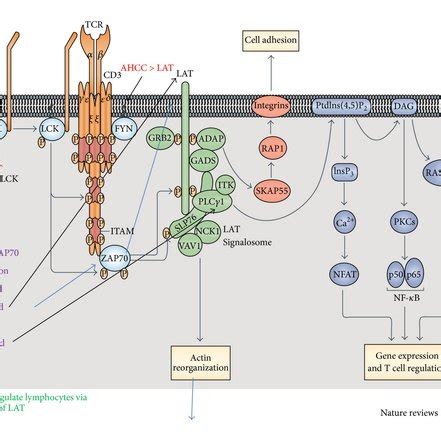 T cell receptor (TCR) signal transduction is initiated by the... | Download Scientific Diagram