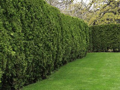 Conifer Hedging | Fast Growing Hedge Plant | Hedges Direct