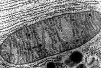 What are mitochondria? Parts of a cell - Biology | Quatr.us Study Guides