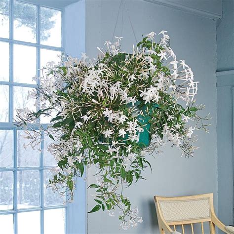 Jasmine in a hanging pot | White flower farm, Jasmine plant indoor ...