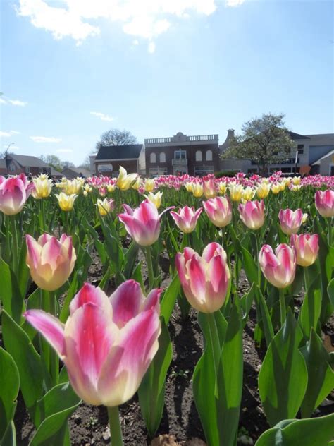 Pella Tulip Festival (aka Pella Tulip Time) - TheHotFlashPacker.com