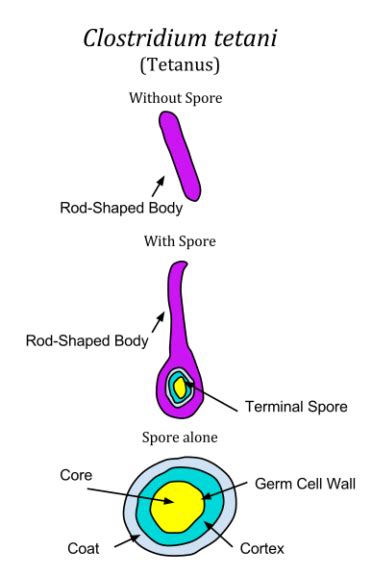 Sporadic Definition and Examples - Biology Online Dictionary