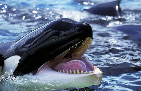 Orca Eating Dolphin