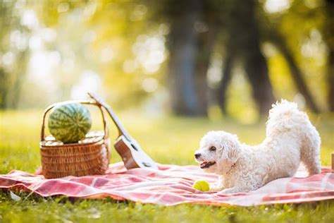 Royalty Free Dog Picnic Pictures, Images and Stock Photos - iStock