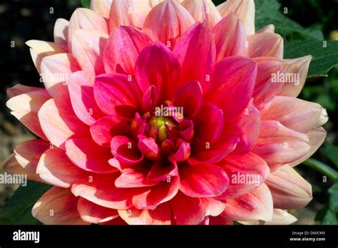 Dahlia flower in Boise, Idaho, USA Stock Photo - Alamy