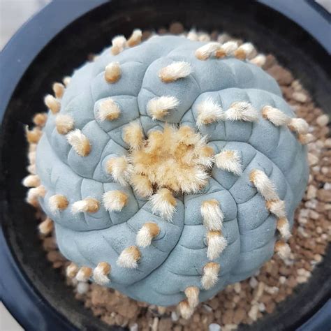 Lophophora Williamsii v. Huizache 😋🌵 | Cactus plants, Planting ...