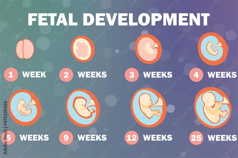 2d illustration Fetal Development system Stock Illustration | Adobe Stock