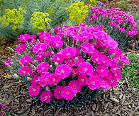 Shooting Star Dianthus - Perpetual Flowering Cheddar Pinks - Fragrant ...