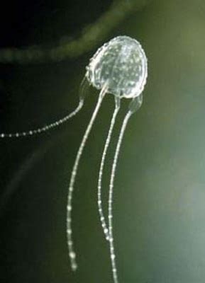 Real Monstrosities: Irukandji Jellyfish