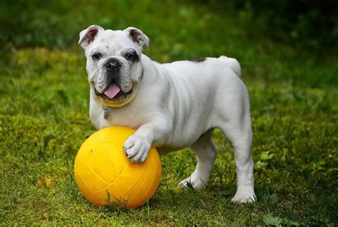 Bulldog Training - Tips on Training a Bulldog