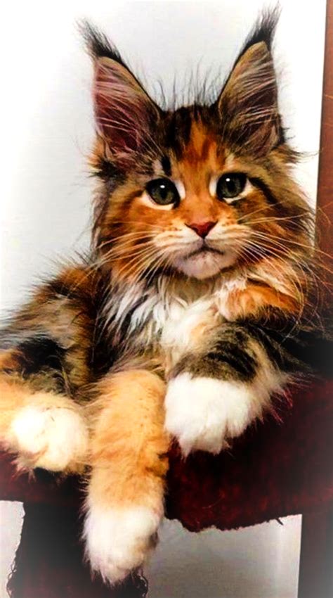 Top 10 most beautiful cat in the world 2023 most beautiful cat in the ...