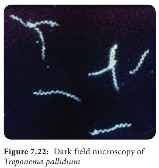 Treponema Pallidum - Morphology, Culture, Pathogenesis, Laboratory Diagnosis, Treatment and ...