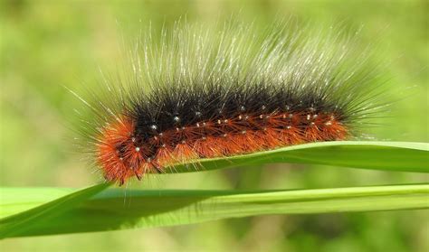 Garden Tiger Moth (Arctia caja) Caterpillar | Garden Tiger m… | Flickr