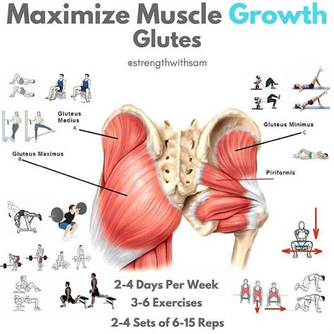 Glutes Muscles Diagram - Building Kick Recovery Muscles (Glute and ...