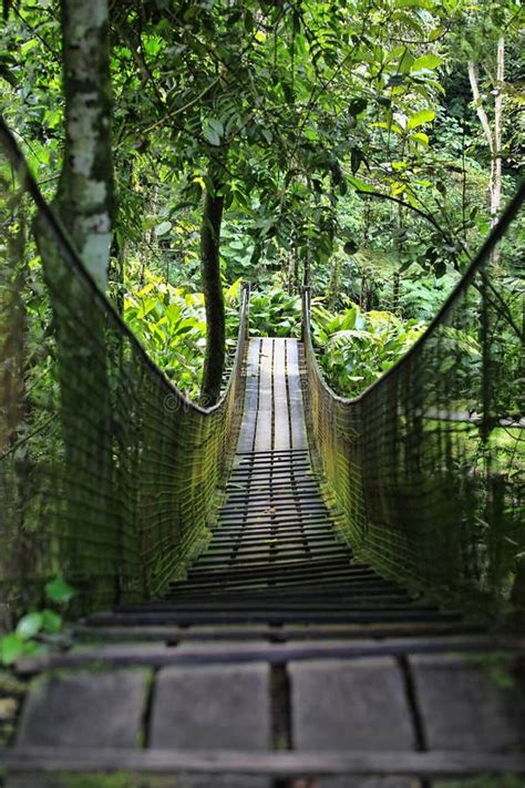 Wooden walking bridge stock image. Image of leaf, footbridge - 50054211