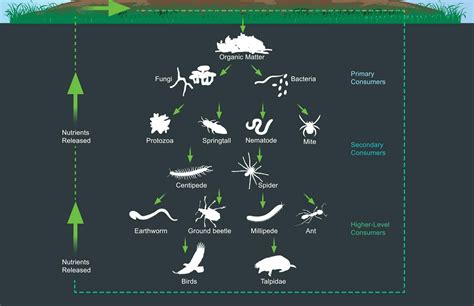 5 Different Types Of Soil Microbes - Higher Ground Lawn Care & Landscape Lighting