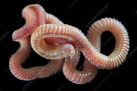 Ragworm - Stock Image - C015/9379 - Science Photo Library