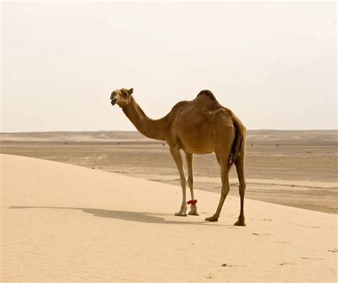 Desert Ecosystems Facts for Kids (All You Need to Know!)