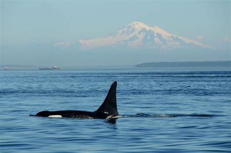 Washington's orca whale pods receive new habitat protection : r ...