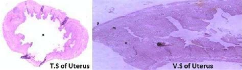 Histology of uterus (H&E, 5- μ m sections) showing Trans Section and... | Download Scientific ...