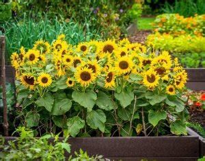 42 Best Sunflower Companion Plants | Balcony Garden Web