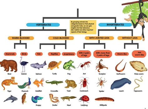 Classification of Animals - MiniMag | Scribd