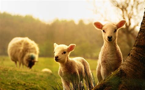 Farm Animals Wallpapers - Top Free Farm Animals Backgrounds - WallpaperAccess