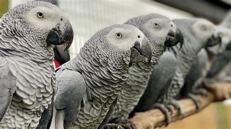 'Flocking' brilliant swearing parrots get new enclosure at Lincolnshire Wildlife Park