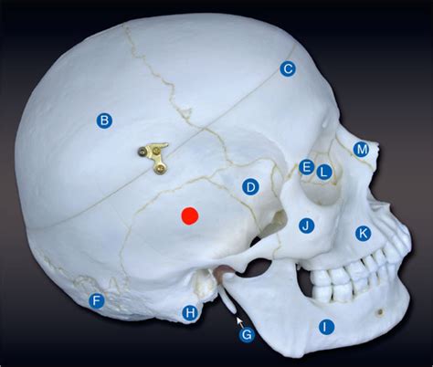 Bones of the cranium CH 8 Flashcards | Quizlet