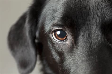 7 Causes of Dry Eye in Dogs in Bowling Green, KY | Southcentral Veterinary Services