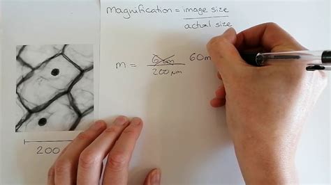 Calculating magnification. Microscope calculations - YouTube