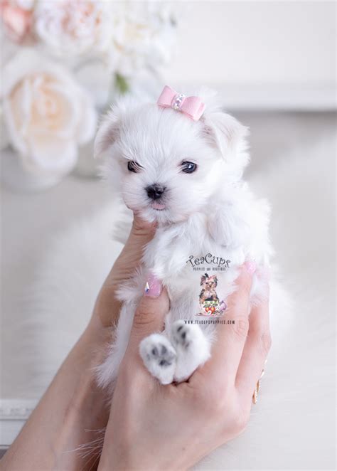 Teacup Maltese Breeders | Teacup Puppies & Boutique