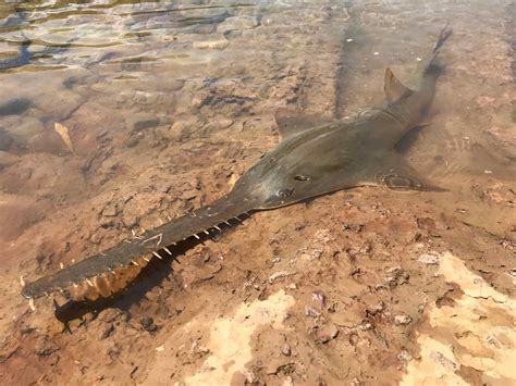 Sawfish Teeth as GPS - College of Natural Resources | University of Idaho